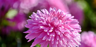 Бал хризантем Никитского сада «Осенняя рапсодия» 2021 — начало онлайн голосования по выборам королевы и принцессы! Участница Бала Хризантем -2021 - хризантема "Пять Звезд"