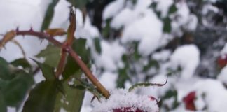 Заснеженный Никитский Ботанический сад в декабре, фотообзор сделал директор НБС Ю.В. Плугатарь Заснеженный Никитский Ботанический сад в декабре, фотообзор сделал директор НБС Ю.В. Плугатарь