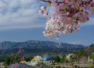 В Японском саду «Шесть чувств» (отель Мрия, Понизовка) с 25 по 30 апреля с.г. пройдет Фестиваль цветения сакуры (ханами) В Японском саду "Шесть чувств" (отель Мрия, Понизовка) с 25 по 30 апреля с.г. пройдет Фестиваль цветения сакуры (ханами)