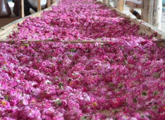 Эфирно-масличная отрасль в Крыму — возрождается в Алуште Эфирно-масличная отрасль в Крыму - возрождается в Алуште