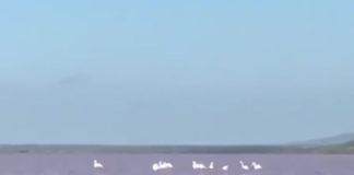 ВИДЕО: Фламинго прилетели на Кояшское озеро!! ВИДЕО: Фламинго прилетели на Кояшское озеро!!