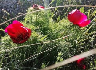 На Казантипе впервые за 25 лет зацвел Пион тонколистный или «красный лазорик» На Казантипе впервые за 25 лет зацвел Пион тонколистный или красный лазорик