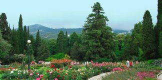 Бал Роз в Никитском ботаническом саду будет идти почти месяц Бал Роз в Никитском ботаническом саду будет идти почти месяц