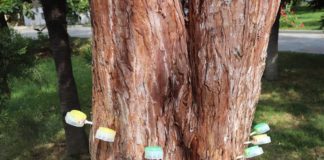 В Ялте вакцинированы от короедов и для роста первые пять секвой В Ялте вакцинированы от короедов и для роста первые пять секвой