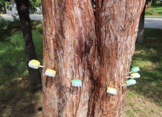 В Ялте вакцинированы от короедов и для роста первые пять секвой В Ялте вакцинированы от короедов и для роста первые пять секвой