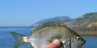 Какую рыбу надо попробовать в Крыму ТОП-5, где и почем можно отведать Какую рыбу надо попробовать в Крыму ТОП-5, где и почем можно попробовать