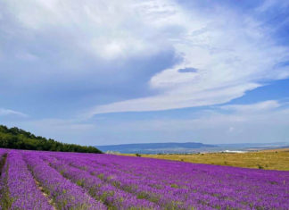 Лавандовый сезон начался в Крыму, поля лаванды в Тургеневке Лавандовый сезон начался в Крыму, поля лаванды в Тургеневке