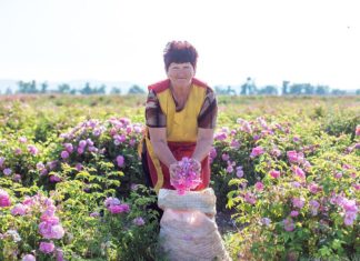 Первый урожай розы эфиромасличной собран в селе Тургеневка, Крым Первый урожай розы эфиромасличной собран в селе Тургеневка, Крыма