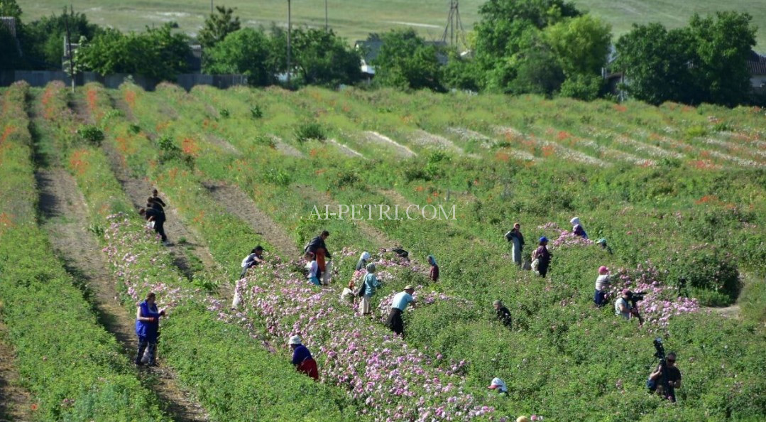 Сбор эфиромасличной розы в Крыму, июнь 2022