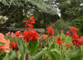 58-я Выставка садовой канны открылась в Никитском ботаническом саду (НБС) 58-я Выставка садовой канны открылась в Никитском ботаническом саду (НБС)