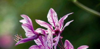 Купина неопалимая (Ясенец) считается самым опасным растением в Крыму