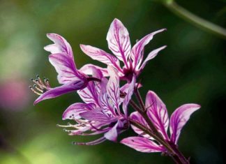 Купина неопалимая (Ясенец) считается самым опасным растением в Крыму