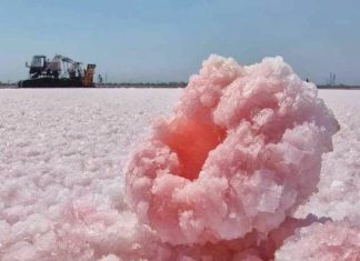 Начался сбор соли в Крыму: фото с озера Сасык-Киваш, как это выглядит Начался сбор соли в Крыму: фото с озера Сасык-Киваш, как это выглядит