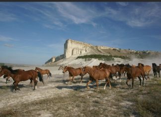 ВИДЕО: Белая скала (Ак-Кая) в Белогорье, утренний перегон лошадей ВИДЕО: Белая скала (Ак-Кая) в Белогорье, утренний перегон лошадей