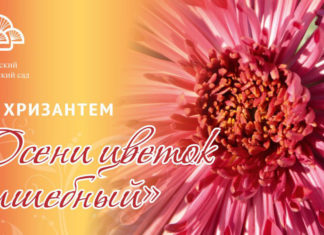 69-й «Бал Хризантем» в Никитском ботаническом саду (НБС, Ялта) завершен, история, наука и династии ученых НБС 69-й "Бал Хризантем" в Никитском ботаническом саду (НБС, Ялта) завершен