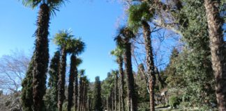 Зимний Мисхор, Алупка и Воронцовский парк, зимняя Ялта, фото Зимний Мисхор, Алупка и Воронцовский парк, зимняя Ялта, фото