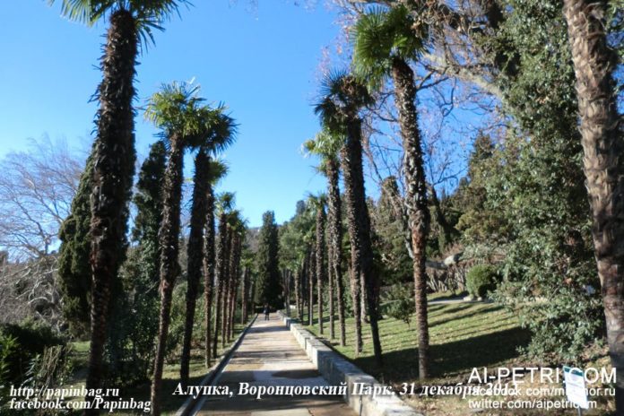 Зимний Мисхор, Алупка и Воронцовский парк, зимняя Ялта, фото Зимний Мисхор, Алупка и Воронцовский парк, зимняя Ялта, фото