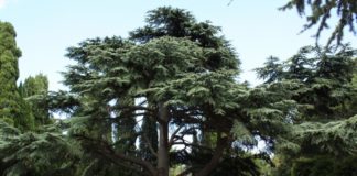 Михорский парк, история парка и скульптуры Русалки с Младенцем, авторские фотогалереи Михорский парк вчера и сегодня, история парка и скульптуры Русалки с Младенцем