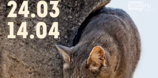 «На мягких лапах сквозь века» — выставка античных котов в «Херсонесе Таврическом» «На мягких лапах сквозь века» - выставка античных котов в "Херсонесе Таврическом"