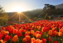 Парад тюльпанов в Никитском ботаническом саду, весна 2017 Парад тюльпанов в Никитском ботаническом саду, весна 2017