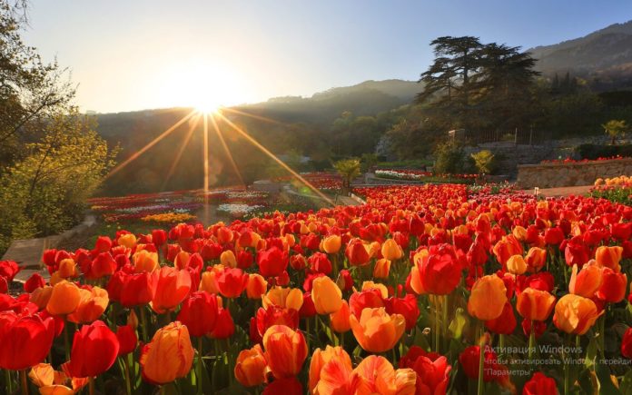 Парад тюльпанов в Никитском ботаническом саду, весна 2017 Парад тюльпанов в Никитском ботаническом саду, весна 2017