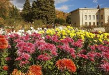 В Никитском ботаническом саду на Балу хризантем каждый сможет предложить свое название цветка В Никитском ботаническом саду на Балу хризантем каждый сможет предложить свое название цветка