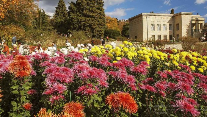 В Никитском ботаническом саду на Балу хризантем каждый сможет предложить свое название цветка В Никитском ботаническом саду на Балу хризантем каждый сможет предложить свое название цветка