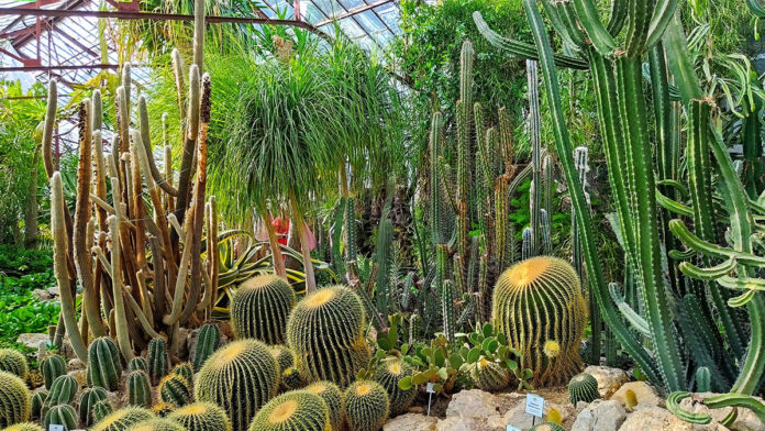 Кактусовая оранжерея в парке Монтедор в Ялте, Никитский ботанический сад Кактусовая оранжерея в парке Монтедор в Ялте, Никитский ботанический сад