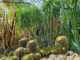 Кактусовая оранжерея в парке Монтедор в Ялте, Никитский ботанический сад