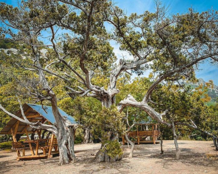 «Турецкая поляна», живописное местечко — палаточный отдых с мангалами и беседками у Батилимана