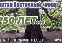 ВИДЕО, Платан Восточный (Чинар): старейший 250-летний хранитель Нижней Ореанды в парке одноименного санатория ВИДЕО, Платан Восточный: почтенный 250-летний хранитель Нижней Ореанды в парке одноименного санатория