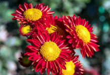 Бал хризантем «Солнце Осени» в Никитском ботаническом саду, открытие 1 ноября 2023г Бал хризантем «Солнце Осени» в Никитском ботаническом саду, открытие 1 ноября 2023г