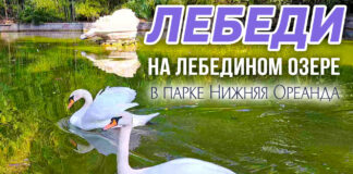 ВИДЕО: Лебеди на Лебедином озере в парке Нижняя Ореанда (Крым, Ялта), история и наши дни ВИДЕО: Лебеди на Лебедином озере в парке Нижняя Ореанда (Крым, Ялта), история и наши дни