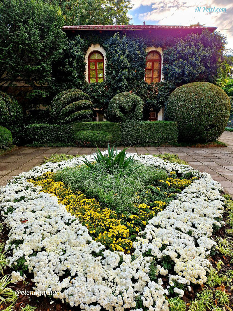 Хризантема «Симфония» стала Королевой "Бала хризантем 2023" в Никитском Ботаническом саду