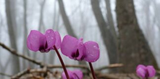 Цикламен Кузнецова, уникальный цветок семейства альпийских фиалок горного хребта Кубалач в Крыму