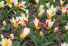 Парад Тюльпанов в Никитском Ботаническом саду в Ялте: открытие 27 марта 2024г