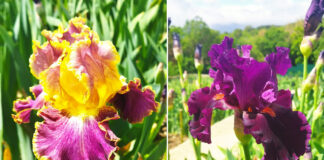 Выставка Ирисов в Крыму: 26 апреля с.г. в Никитском Ботаническом саду (НБС, Ялта) Выставка Ирисов в Крыму: 26 апреля с.г. в Никитском Ботаническом саду (НБС)