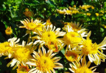 «ОСЕНЬ В ТАНЦЕ ХРИЗАНТЕМ»: Бал Хризантем-2025 стартует в Никитском Ботаническом Саду «ОСЕНЬ В ТАНЦЕ ХРИЗАНТЕМ»: Бал Хризантем-2025 стартует в Никитском Ботаническом Саду