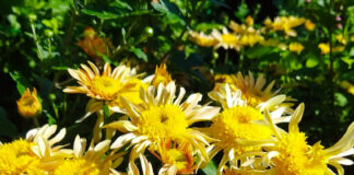 «ОСЕНЬ В ТАНЦЕ ХРИЗАНТЕМ»: Бал Хризантем-2025 стартует в Никитском Ботаническом Саду «ОСЕНЬ В ТАНЦЕ ХРИЗАНТЕМ»: Бал Хризантем-2025 стартует в Никитском Ботаническом Саду