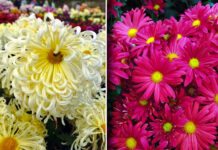 Бал Хризантем — 2024 «Осень в танце хризантем», выбраны Королева и Принцесса бала! Бал Хризантем - 2024 «Осень в танце хризантем», выбраны Королева и Принцессы бала!