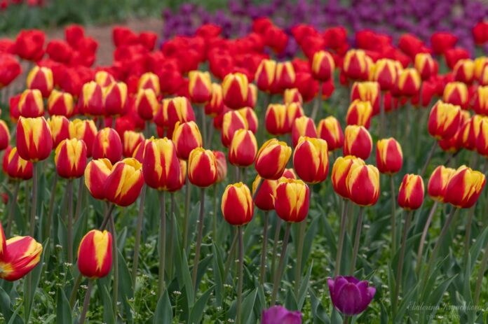 Выставка Парад Тюльпанов-2025: тюльпаны выстояли непогоду в Крыму, выбираем ГЕНЕРАЛА ПАРАДА!