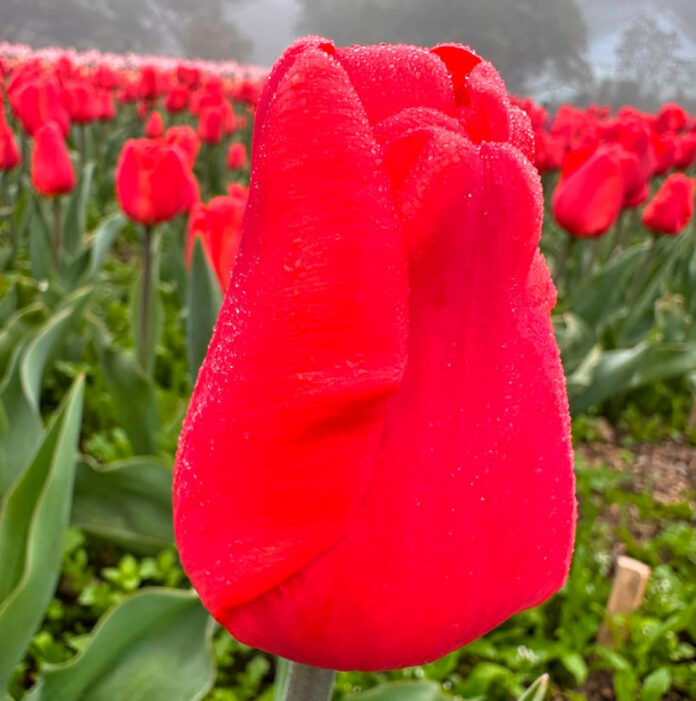 Тюльпан «СОЛНЕЧНЫЙ ПОЯС» — Генерал Парада Тюльпанов-2025 в Крыму! Тюльпан "СОЛНЕЧНЫЙ ПОЯС" - Генерал Парада Тюльпанов-2025 в Крыму!