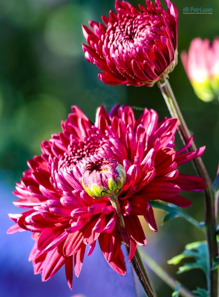 Открытие Бала хризантем «Осеннее танго»  в Никитском саду – 23 октября