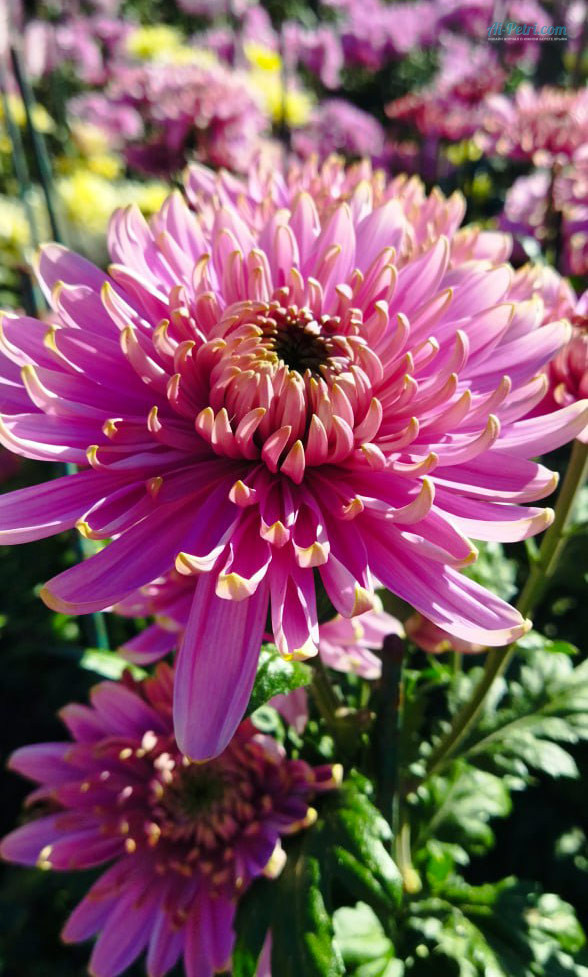 Открытие Бала хризантем «Осеннее танго»  в Никитском саду – 23 октября