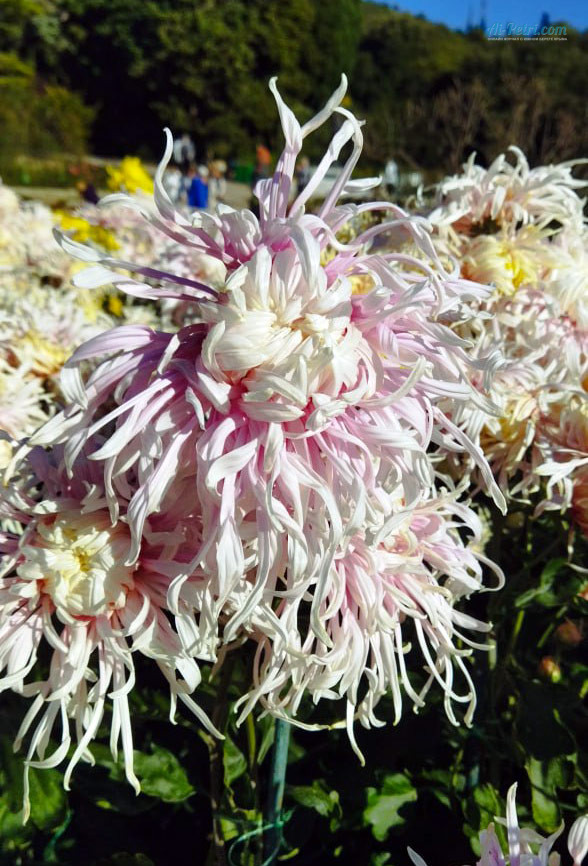 Бал-Хризантем-2025-в-ЯЛте