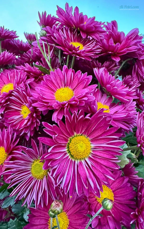 Открытие Бала хризантем «Осеннее танго»  в Никитском саду – 23 октября