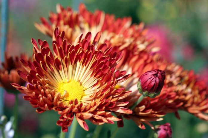 Бал Хризантем «Осеннее танго»-2025 в Ялте, Никитский Ботанический Сад, с 23 октября Бал Хризантем «Осеннее танго»-2025 в Ялте, Никитский Ботанический Сад, с 23 октября 2025