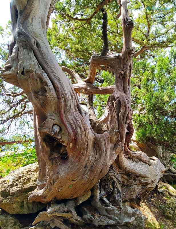 Мыс-Мартьян---удивительная-природа,-Государственный-природный-Заповедник-2025