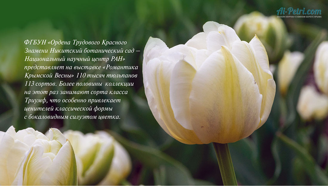 ПАРАД ТЮЛЬПАНОВ 2026 В НИКИТСКОМ САДУ, открытие 27 марта: «Романтика Крымской Весны»
