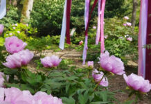 «Таинственный Сад», пионы с историей в 1500 лет: выставка китайских гибридов в Никитском саду открывается завтра, 25 апреля 2026 "Таинственный Сад", пионы с историей в 1500 лет: выставка китайских гибридов в Никитском саду открывается завтра, 25 апреля 2026